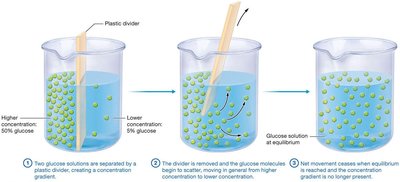 Diffusion and equilibrium