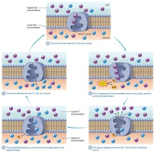 Primary active transport by the Na+/K+ pump