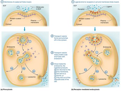 Pinocytosis and receptor-mediated endocytosis