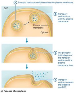 Exocytosis process