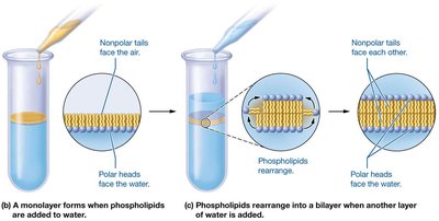Formation of a phospholipid bilayer in water