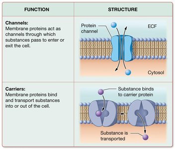 Functions of membrane proteins: channels and carriers
