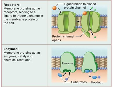 Functions of membrane proteins: receptors and enzymes
