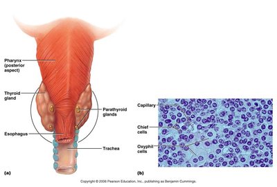 Parathyroid gland anatomy and histology