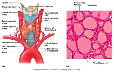 Thyroid gland anatomy and histology