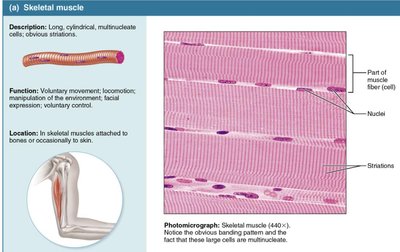 Anatomy & Physiology Study Guide: Muscles and Tissues | Notes