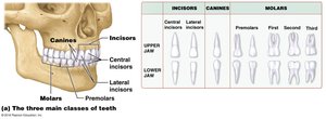 Diagram of the three main classes of teeth