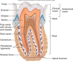 Anatomy of a tooth showing enamel, dentin, pulp, and supporting structures