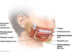 Location of major salivary glands in the head