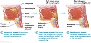 Phases of swallowing: voluntary, pharyngeal, and esophageal