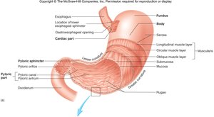 Anatomy of the stomach showing regions and sphincters