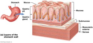 Layers of the stomach wall and gastric glands