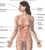 Diagram of the digestive system and its major organs