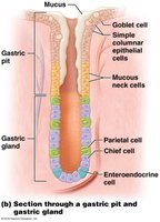 Section through a gastric pit and gland showing cell types
