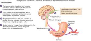 Cephalic phase of gastric secretion