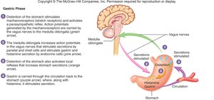 Gastric phase of gastric secretion