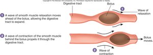 Diagram of peristalsis in the digestive tract