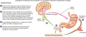 Intestinal phase of gastric secretion