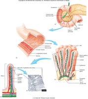 Surface area modifications in the small intestine: plicae circulares, villi, microvilli