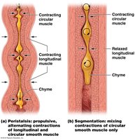 Peristalsis and segmentation in the small intestine