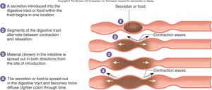 Diagram of segmental mixing contractions in the digestive tract