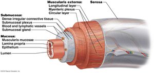 Cross-section of the digestive tract wall showing its layers