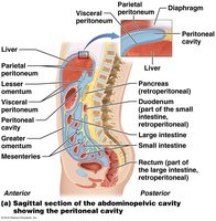 Sagittal section of the abdominopelvic cavity showing the peritoneal cavity and mesenteries