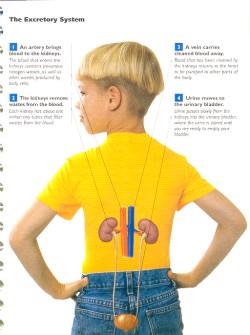 Reproductive system