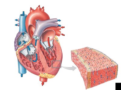 Heart anatomy and muscle tissue