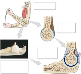 Elbow joint anatomy and function
