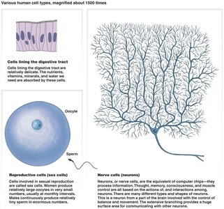 Digestive tract, reproductive, and nerve cells