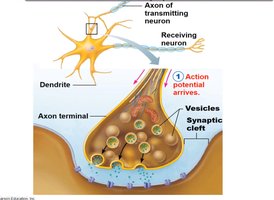 Diagram of a synapse showing axon terminal, synaptic cleft, and vesicles