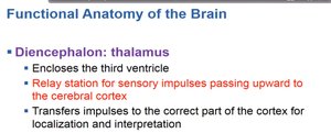 Summary of thalamus functions