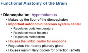 Summary of hypothalamus functions