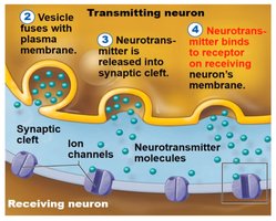Diagram showing neurotransmitter release and binding at the synapse