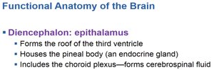 Summary of epithalamus functions