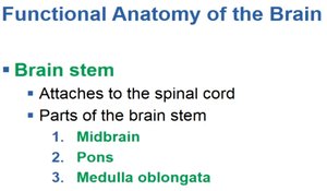 Summary of brain stem regions