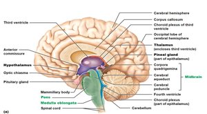 Sagittal section of the brain showing brain stem regions