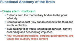 Summary of midbrain functions