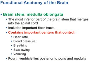 Summary of medulla oblongata functions