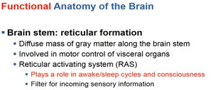 Summary of reticular formation functions
