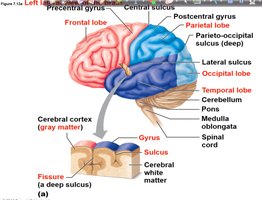 Lateral view of the brain showing lobes, gyri, sulci, and fissures