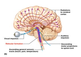 Diagram showing reticular formation and its projections