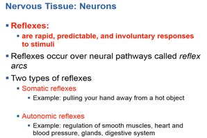 Diagram of the five elements of a reflex arc