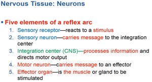 Summary of the five elements of a reflex arc