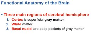 Summary of the three main regions of the cerebral hemisphere: cortex, white matter, basal nuclei