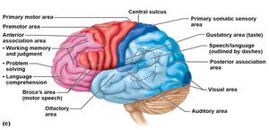Lateral view of the brain showing functional areas of the cerebral cortex