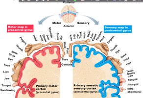 Diagram of motor and sensory maps in the precentral and postcentral gyri