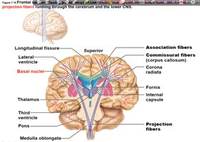 Diagram of white matter tracts and basal nuclei in the brain