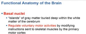 Summary of basal nuclei functions